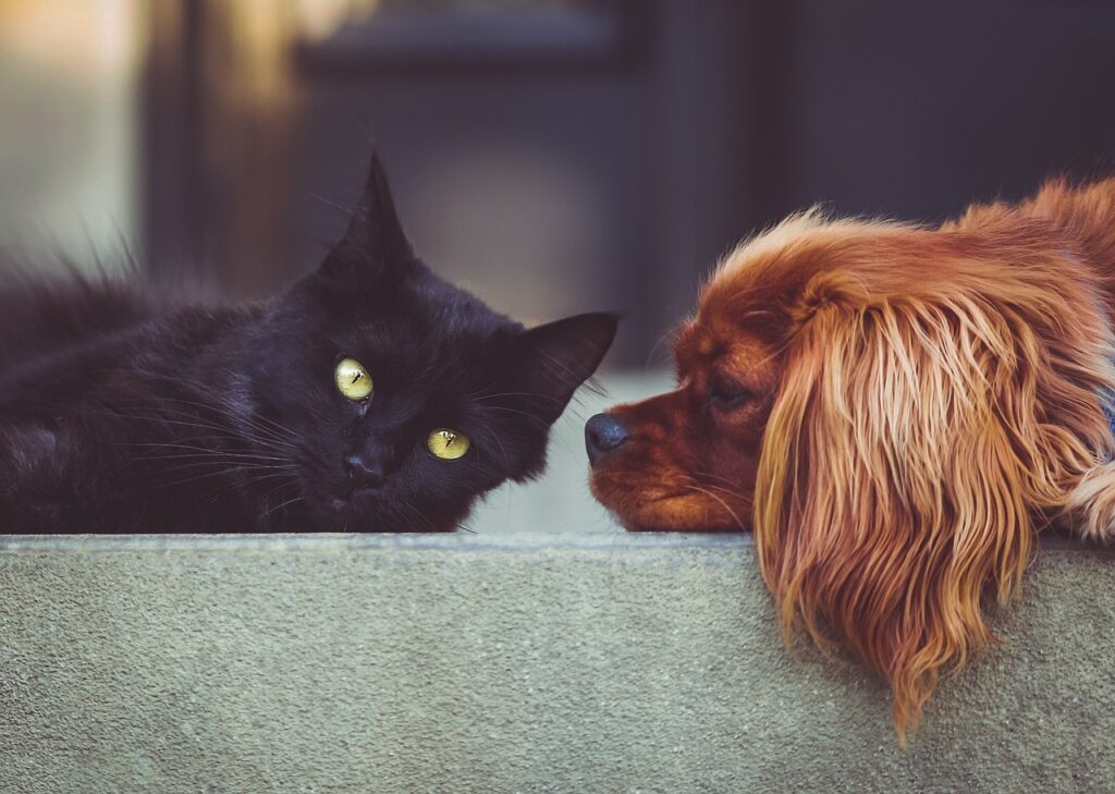 黒猫と犬