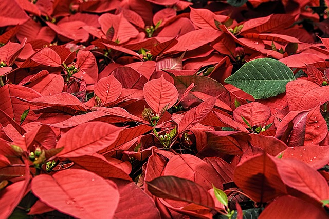 紅葉の中に一枚の緑葉