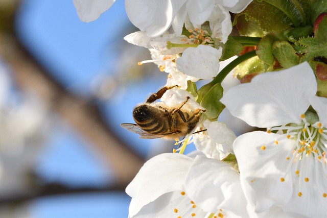 花の蜜を集めるミツバチ