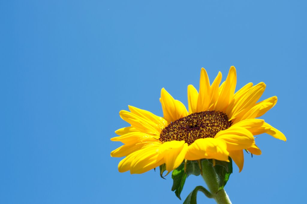 空に向かって咲くひまわりの花
