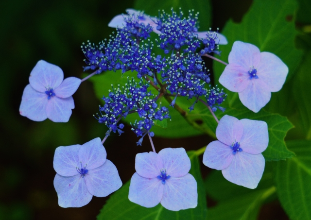 アジサイの花